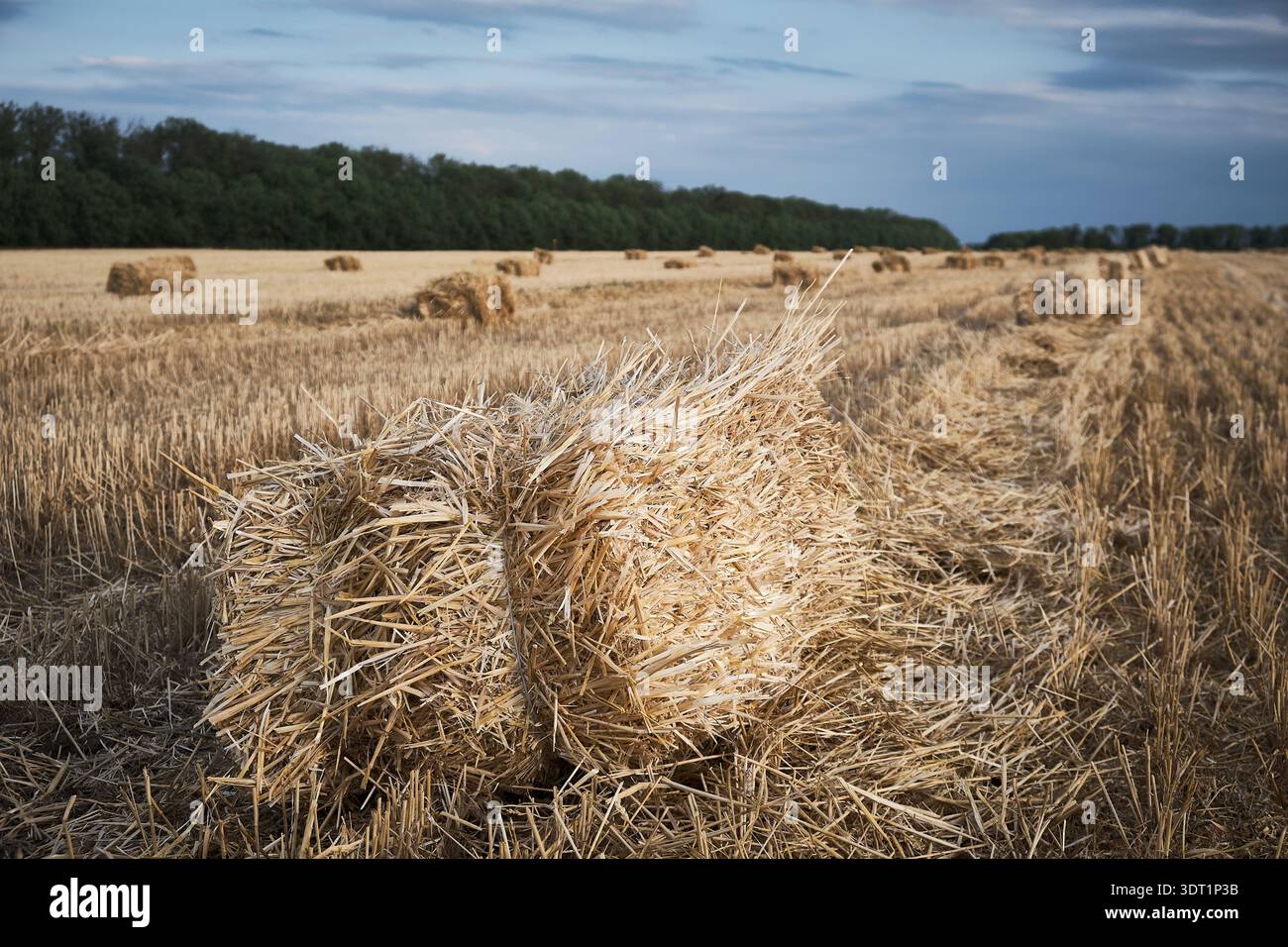 Harvested Wheat Field with Straw Rows Under Dramatic Sky Stock Photo