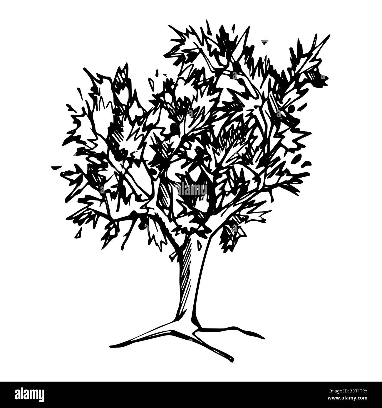 Olive base Black and White Stock Photos & Images - Alamy