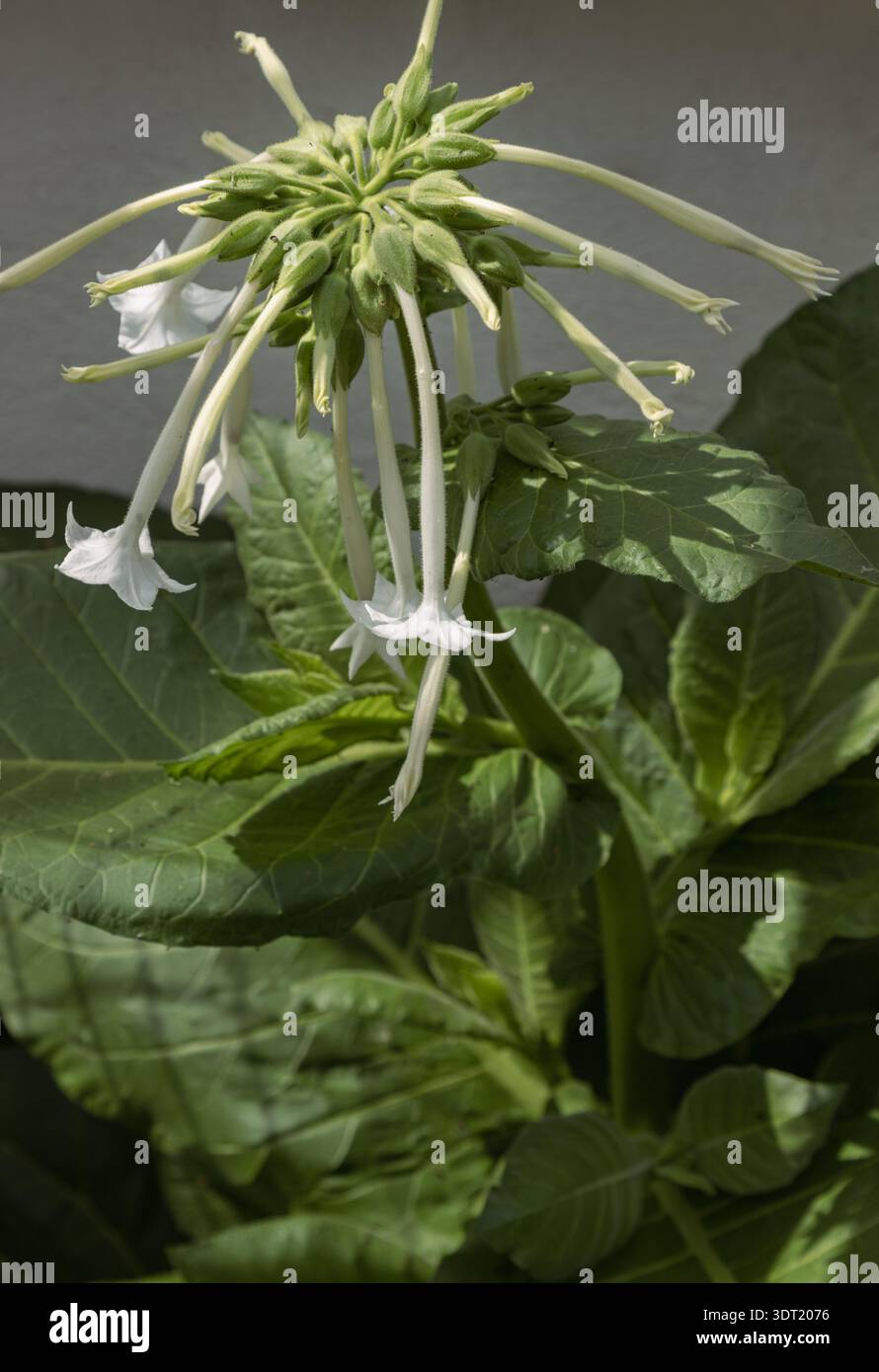 south american tobacco plant Often called South American tobacco, Nicotiana sylvestris belongs to the  same family as the tomato and potato. It is a stately plant defined by  broad Stock Photo