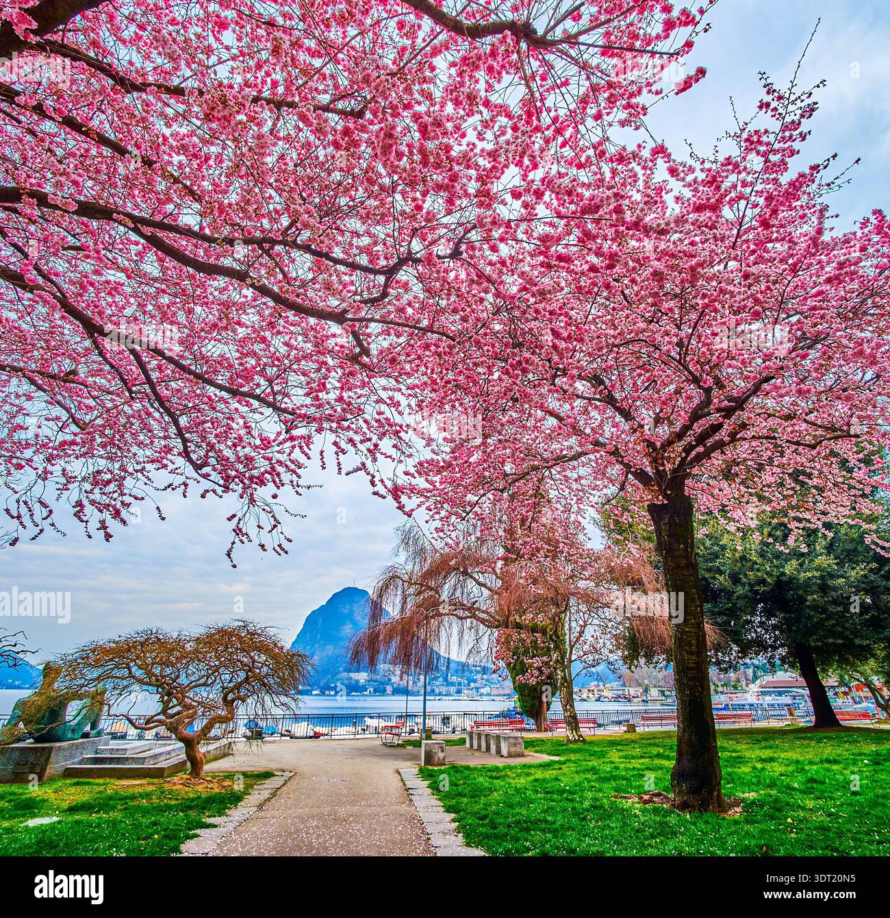 Pink Sakura flowers in a city park in Lugano, Ticino, Switzerland