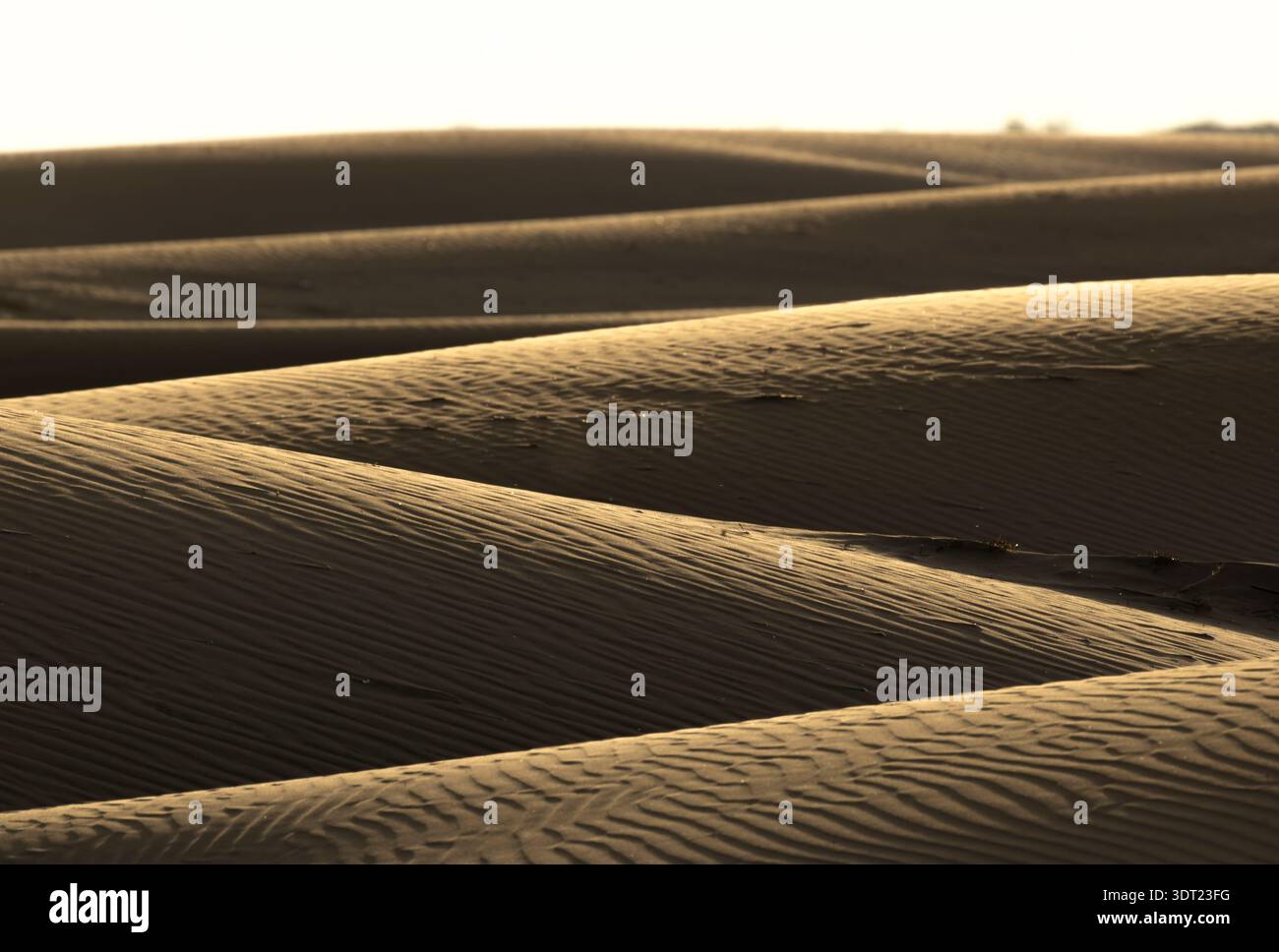 Captured in the tranquil Ebro Delta, this stunning landscape features undulating golden sand dunes. The smooth textures reflect the soft lighting, cre Stock Photo