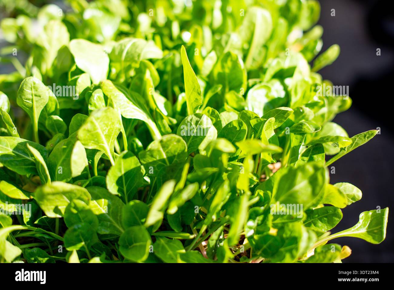 Lettuce shoots or sprouts in sale Stock Photo