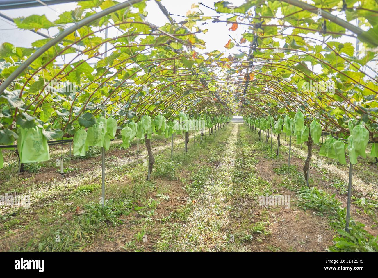 July Muscat Organic Shine Muscat grapes in a Sangju orchard, South Korea. Natural ...