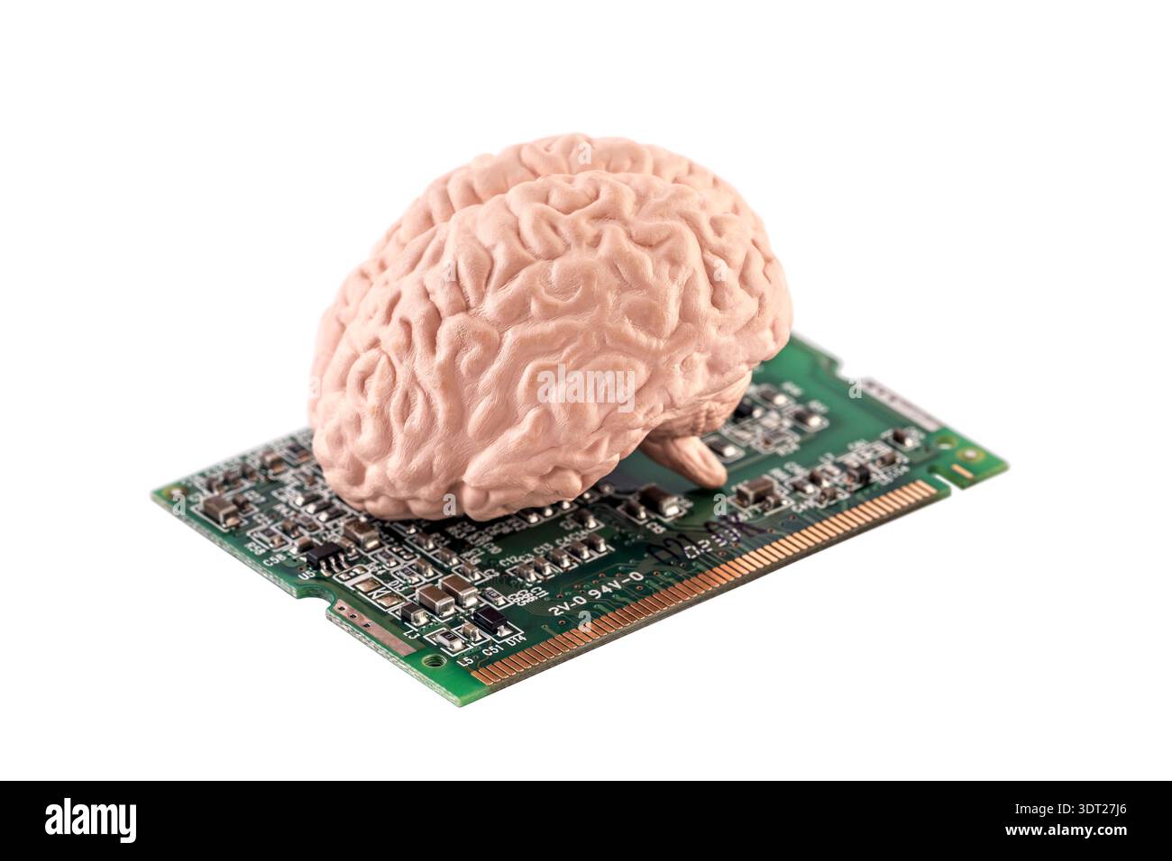 Human brain on small computer card isolated on white background with clipping path Stock Photo