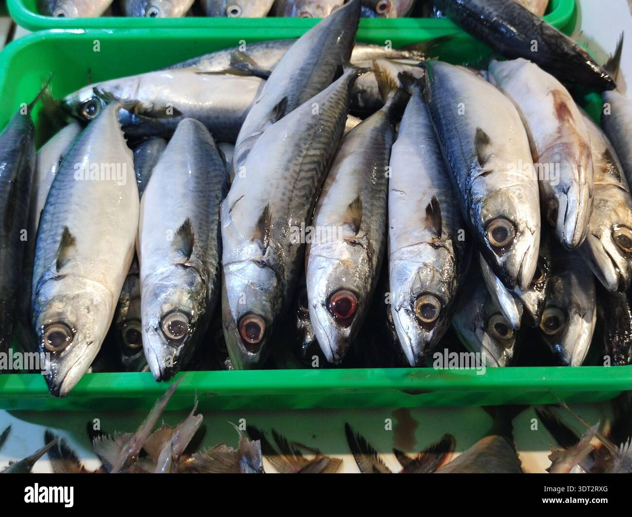 Fish - Smartphone Captured Stock Image