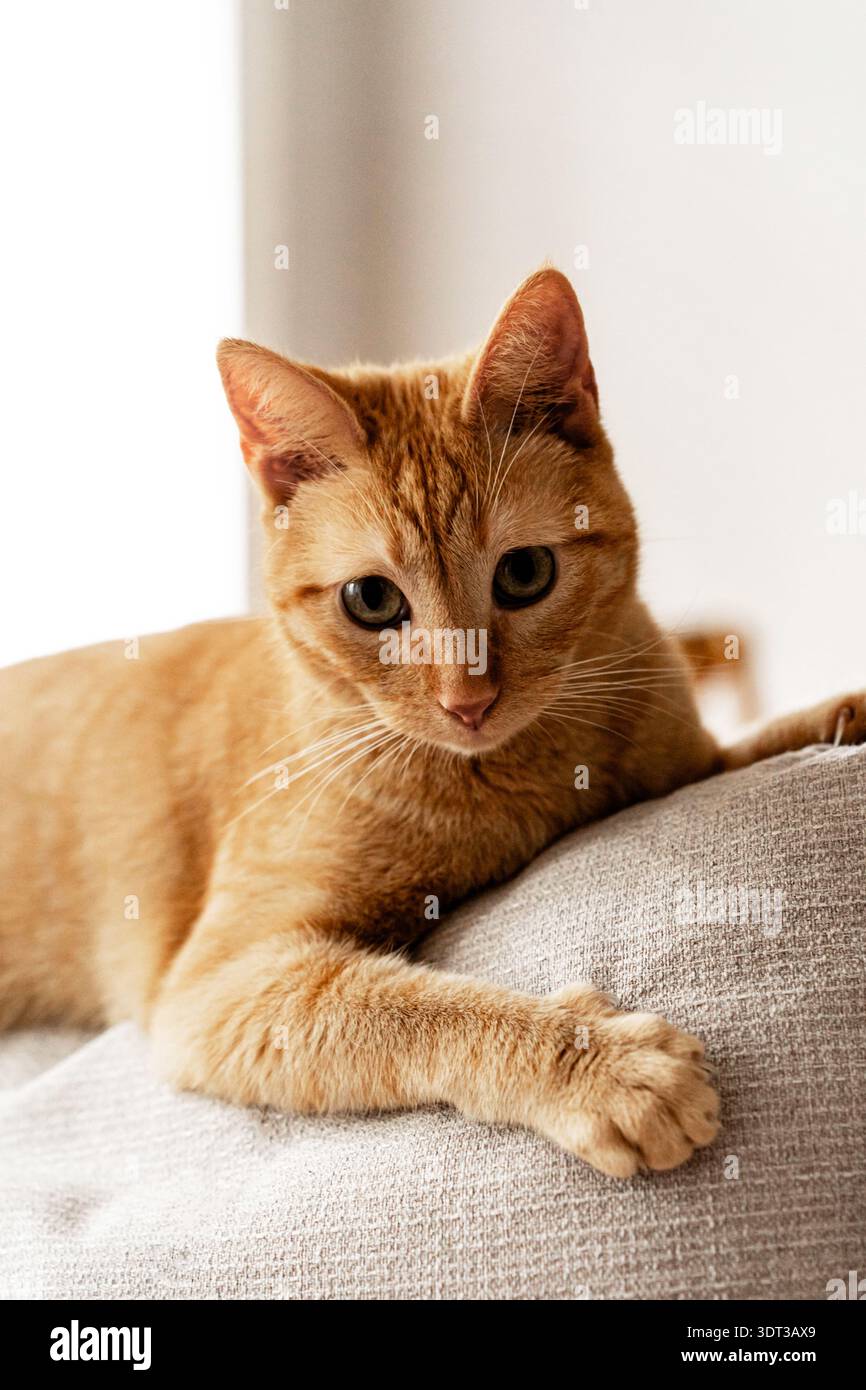Close-up of an orange tabby cat lying on the back of a sofa indoors, looking directly at the camera in soft natural light Stock Photo