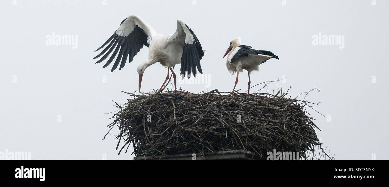 Storks Having Fun PRODUCTION - 20 February 2026, North Rhine-Westphalia, Bislich: Two ...