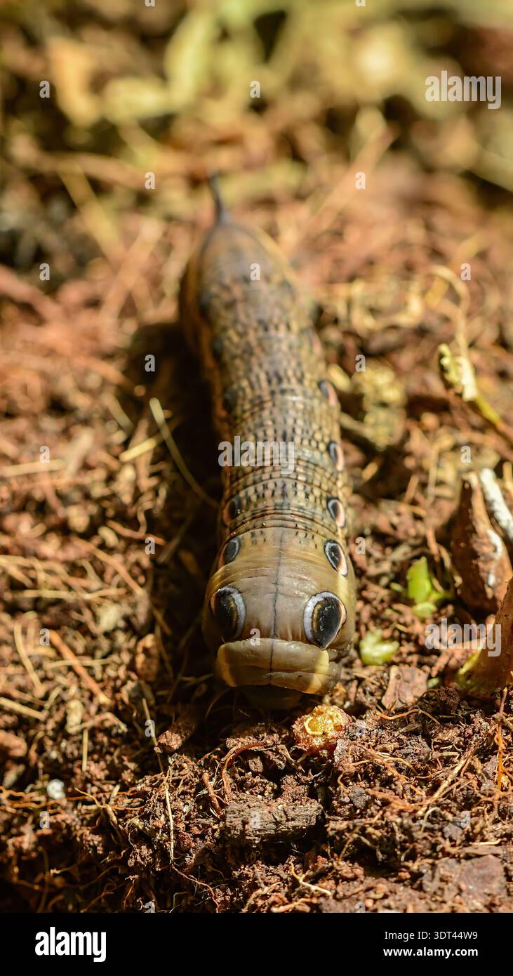 Caterpillar eye spots hi-res stock photography and images - Alamy