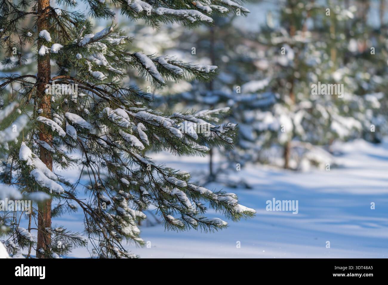 Tree branch framing. Peaceful snowy scene accentuated by pine and shadows. Quiet snowcovered clearing bordered by pine branches and delicate shadows Stock Photo