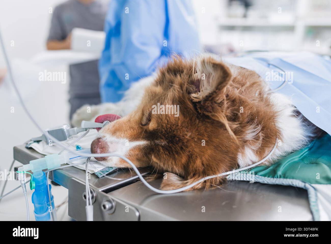 Veterinary team conducts surgical procedure on dog under anesthesia in ...