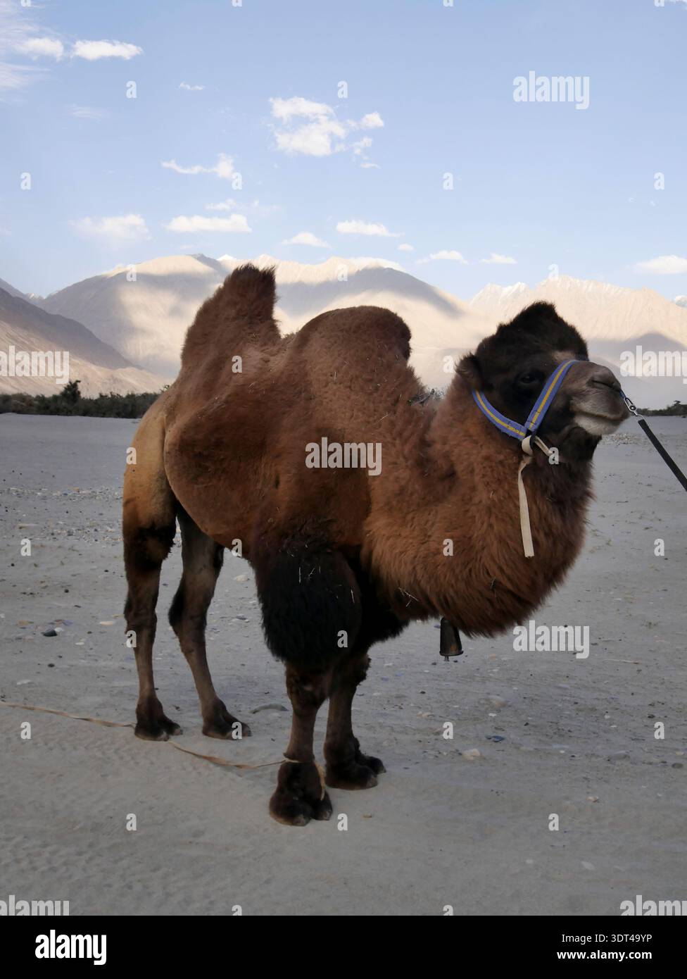 Double humps hi-res stock photography and images