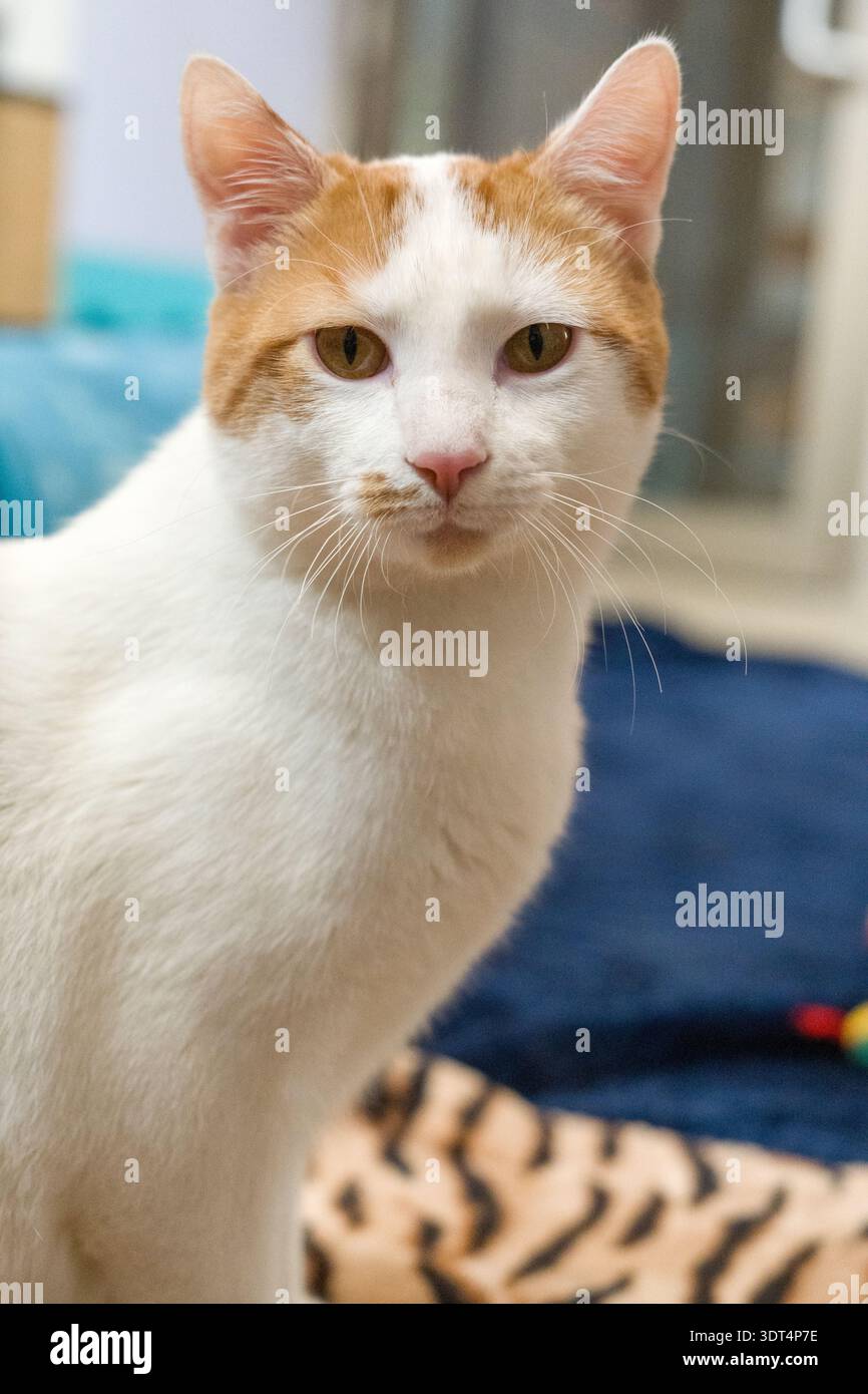 Playful ginger cat lying on hi-res stock photography and images