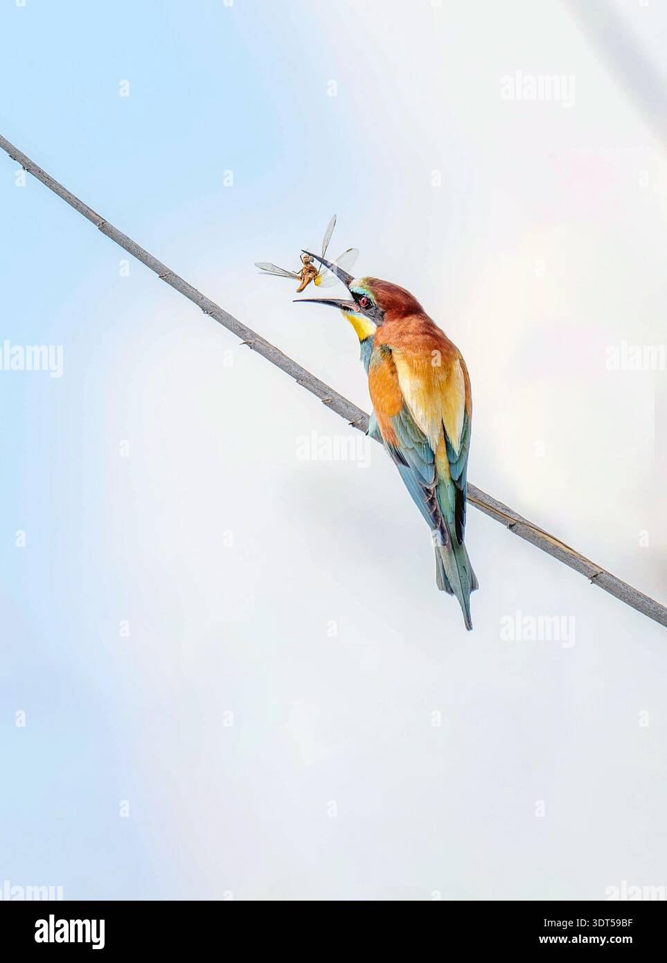 Bee-eater tossing a dragonfly in the air before eating Stock Photo