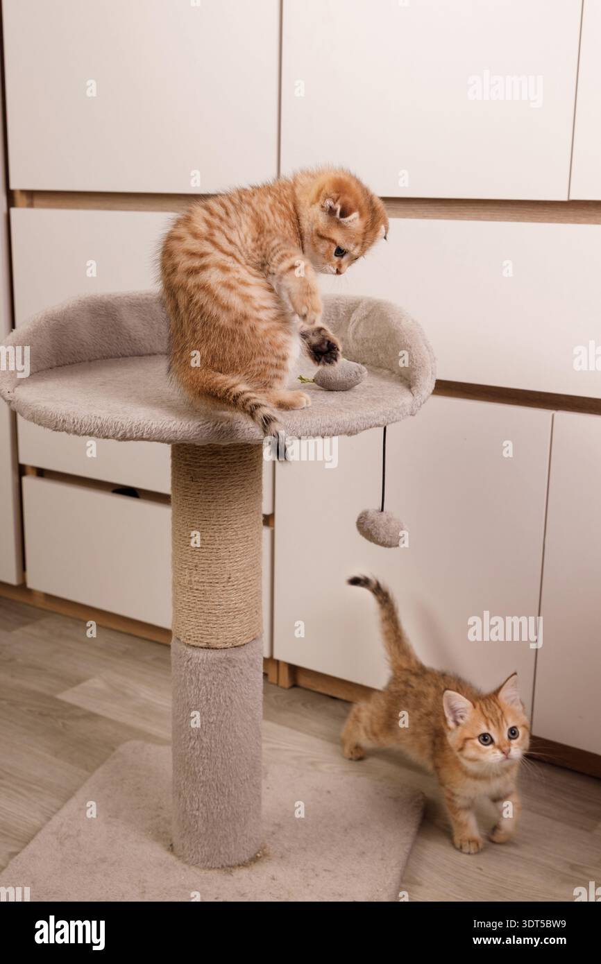 Active kitten playing with a toy mouse on a cat tree. Stock Photo
