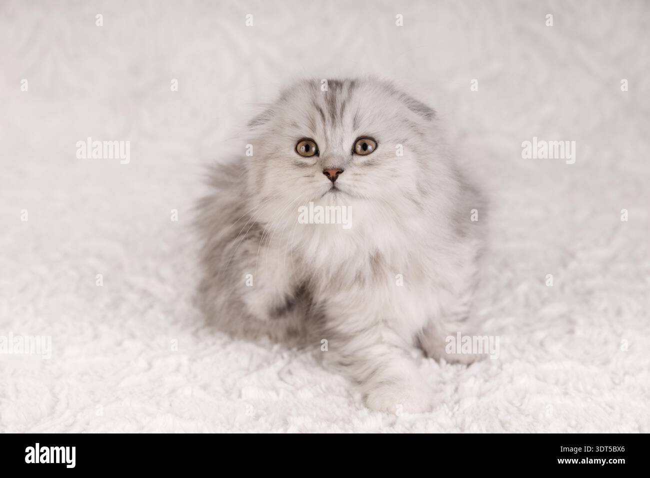 Adorable Silver Kitten Scratching Itself on Soft White Background Stock Photo