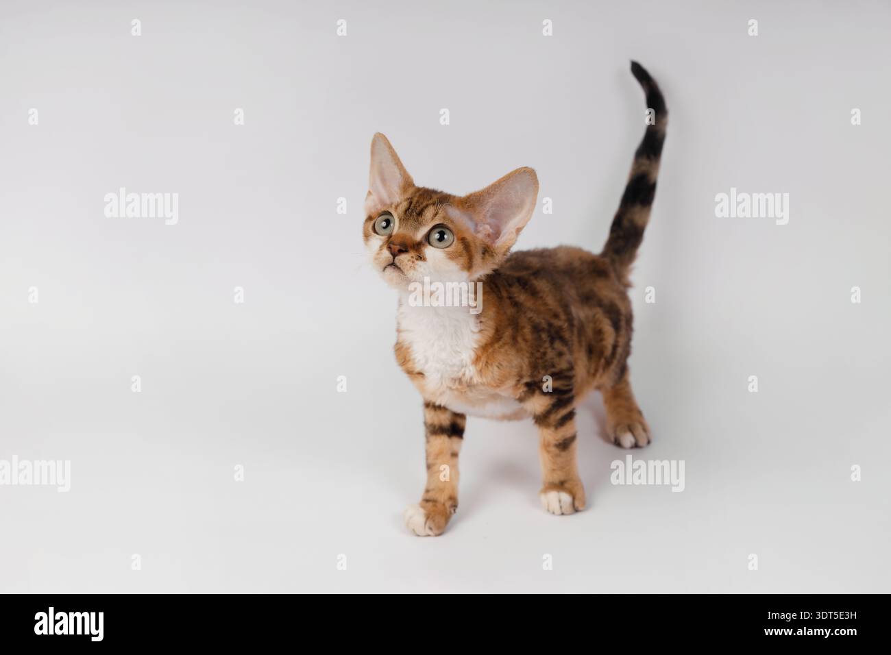 Curious Spotted Devon Rex Kitten Looking Up on White Background Stock Photo