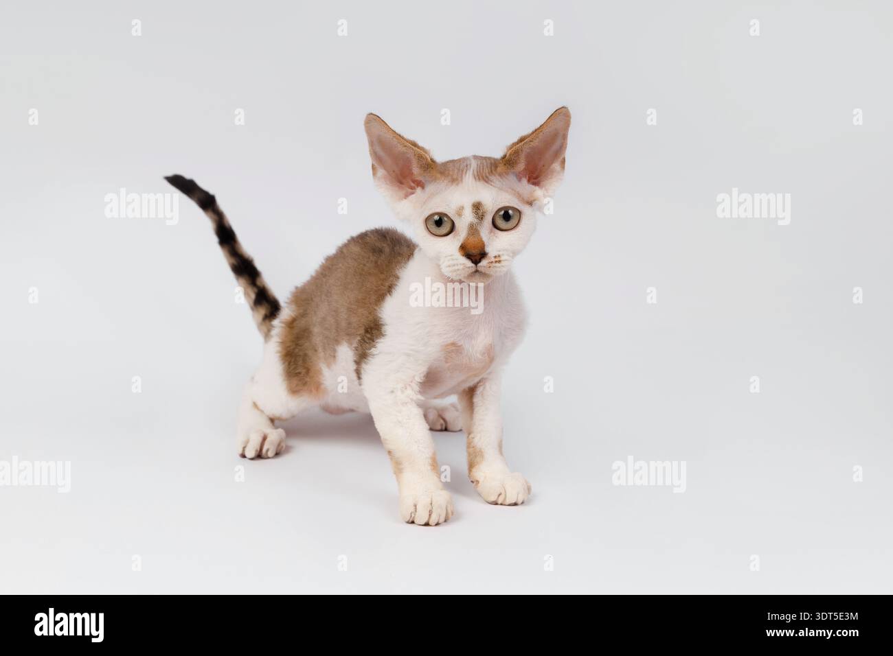 Young Devon Rex Kitten Standing and Looking at Camera Stock Photo