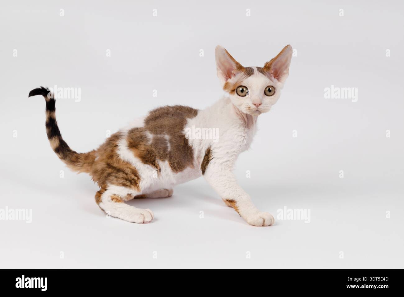 Playful Devon Rex Kitten Crouching on White Background Stock Photo