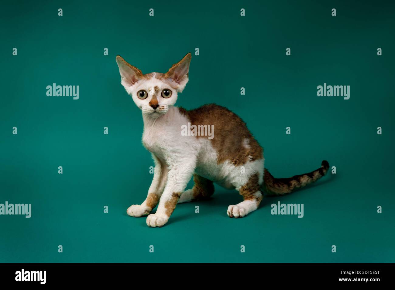 Cat full body hi-res stock photography and images - Alamy