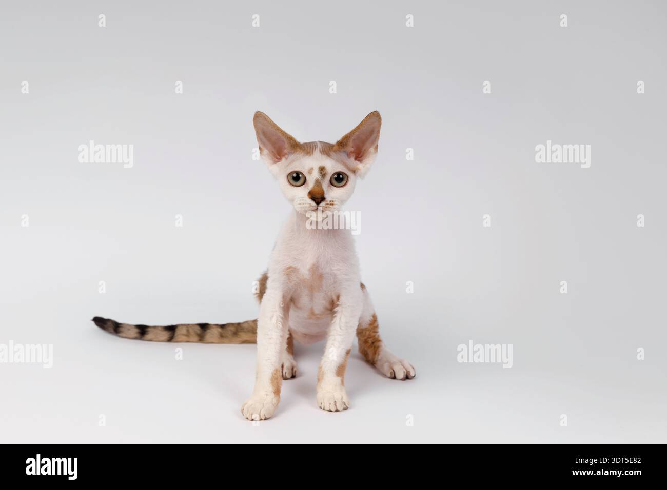 Cute Devon Rex Kitten Sitting Straight on White Stock Photo