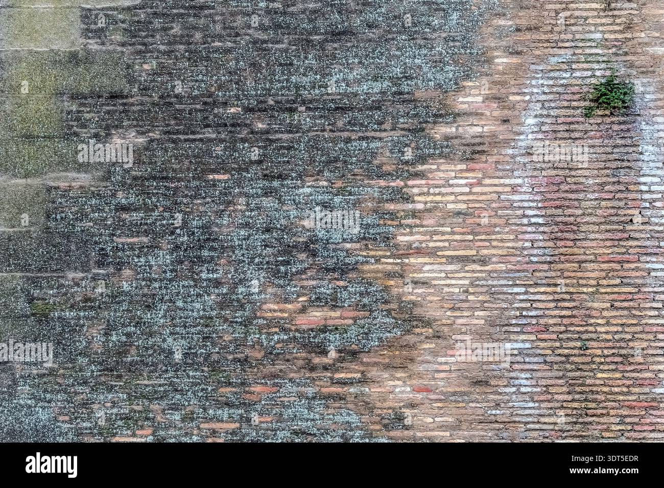 Old brick wall texture with weathered surface and green moss. Ancient masonry background with natural erosion and a small plant growing in the cracks Stock Photo