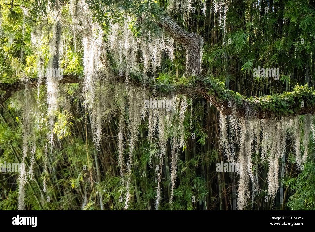 Oak tree branch with ferns and Spanish moss in front of a bamboo clump at Jacksonville Zoo and Botanical Gardens in Jacksonville, Florida. (USA) Stock Photo