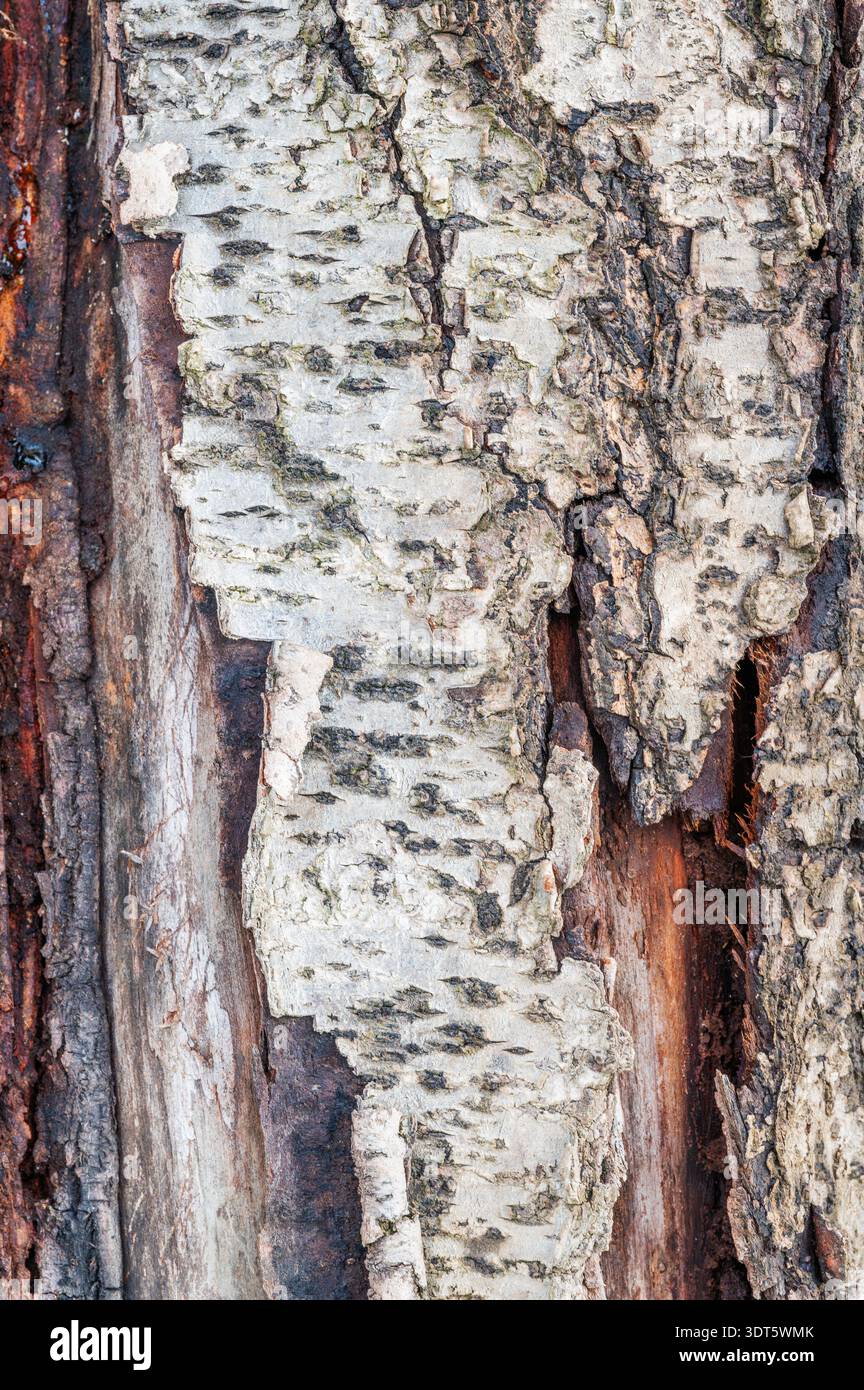 Detailed birch tree bark texture close-up Stock Photo