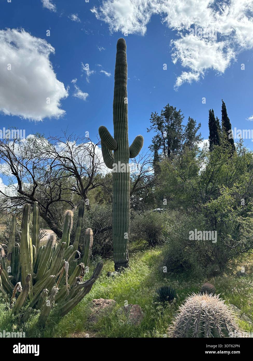 The desert in February, near Phoenix, Arizona. Stock Photo
