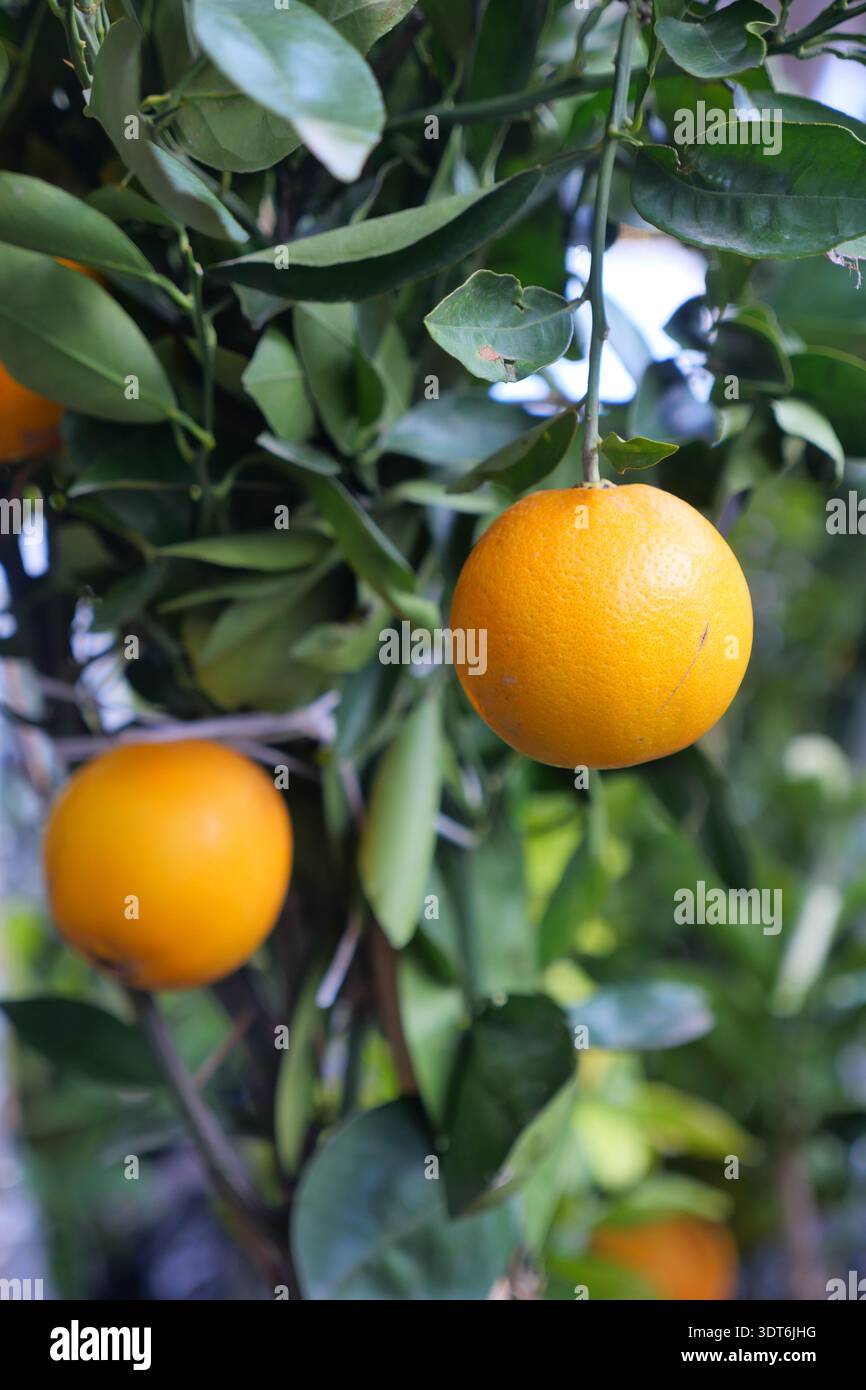 Growing oranges on a tree in a garden during daytime Stock Photo