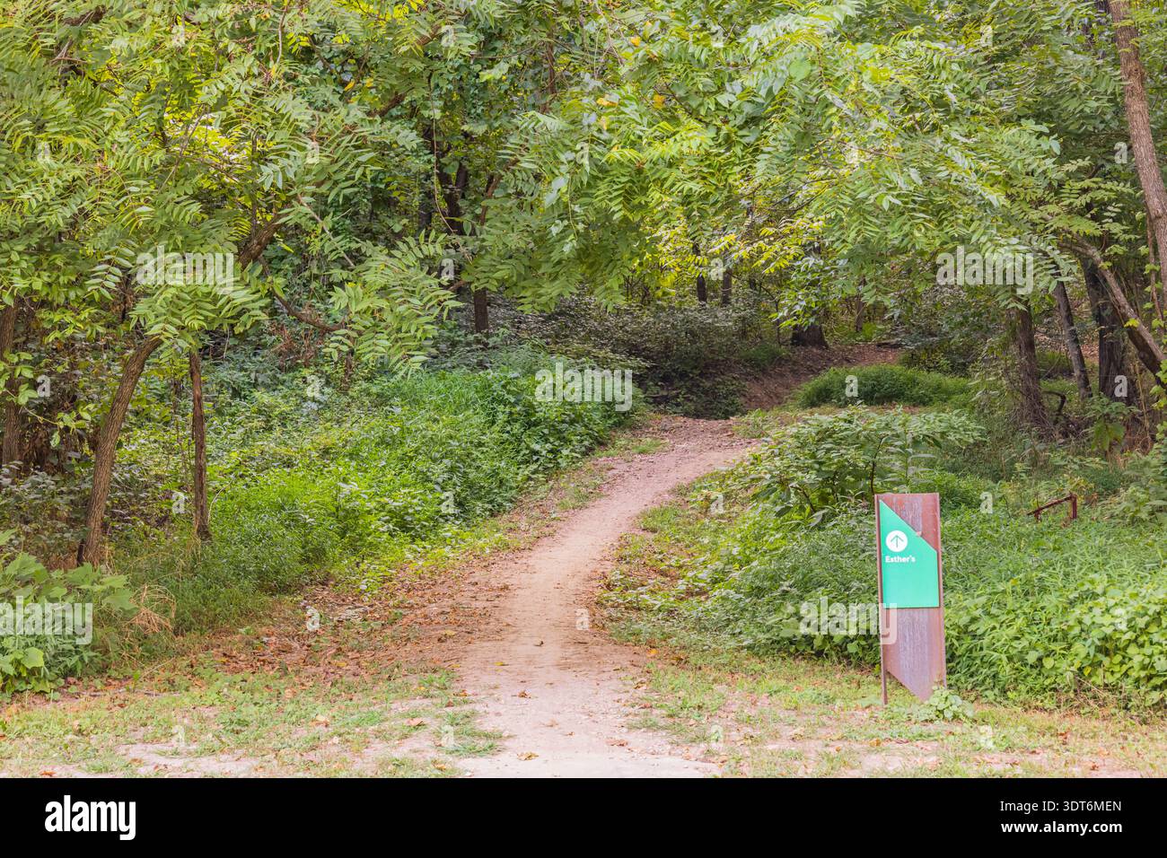 Dirt path winds through dense forest foliage. Stock Photo