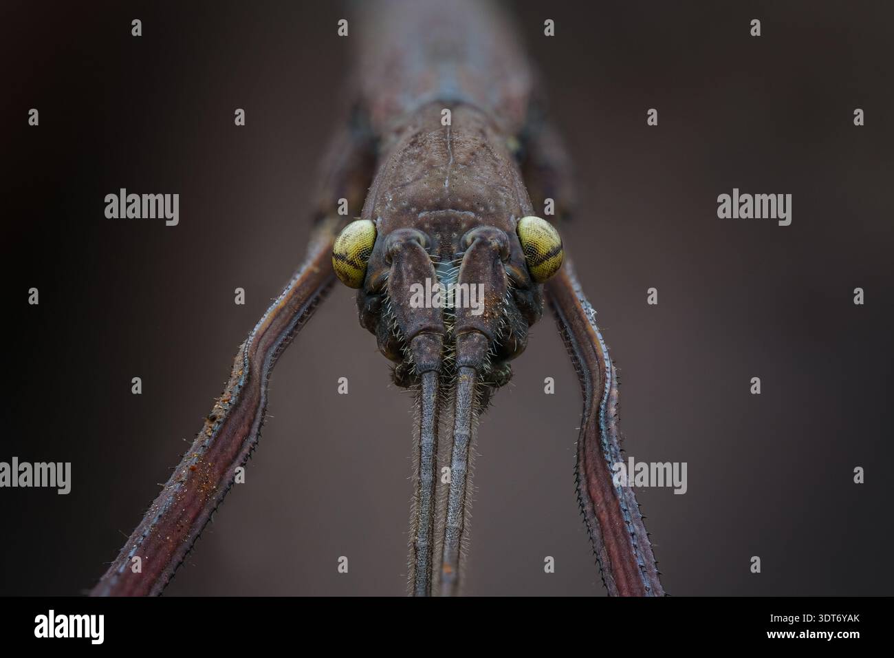 Extreme macro face portrait of a Javanese stick insect (Phasmatidae) highlighting symmetrical eyes and elongated mouthparts, Central Java-Indonesia. Stock Photo