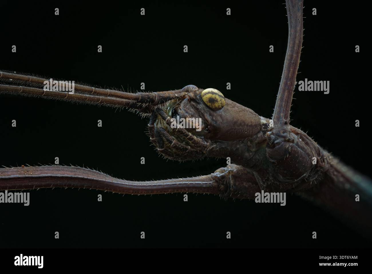 Extreme macro lateral profile of a Javanese stick insect (Phasmatidae) showcasing its twig-like texture and yellow patterned eyes, Central Java-Indo. Stock Photo