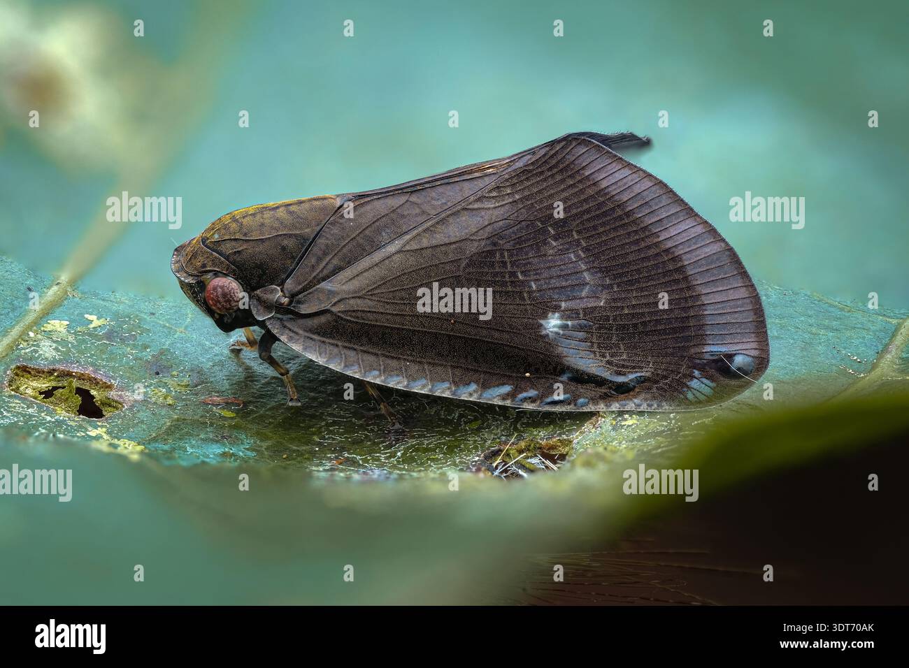 Java Winged Leaf Insect Extreme macro lateral profile of a Pochazia albomaculata planthopper ...