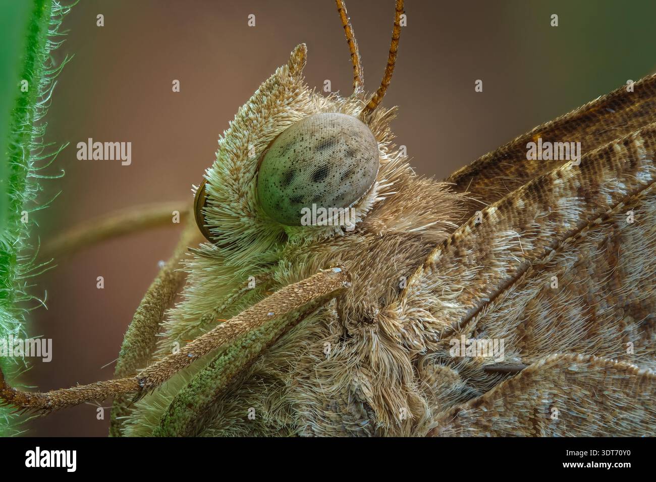 Extreme macro detail face portrait of a Common Duffer (Discophora sondaica) revealing speckled compound eye and dense scales, Central Java-Indonesia Stock Photo