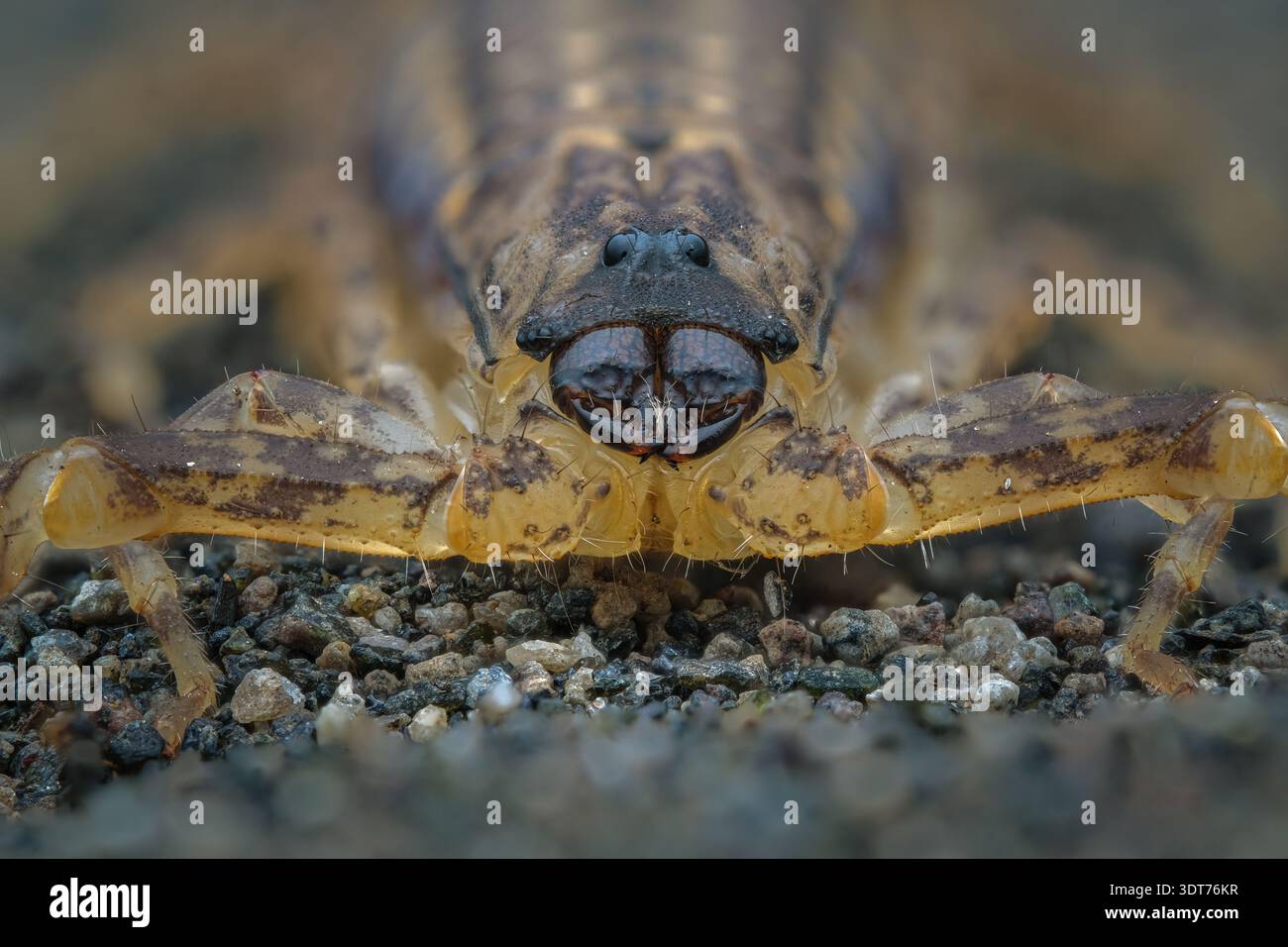 Java Scorpion Hairy thick tailed scorpion hi-res stock photography and images - Alamy
