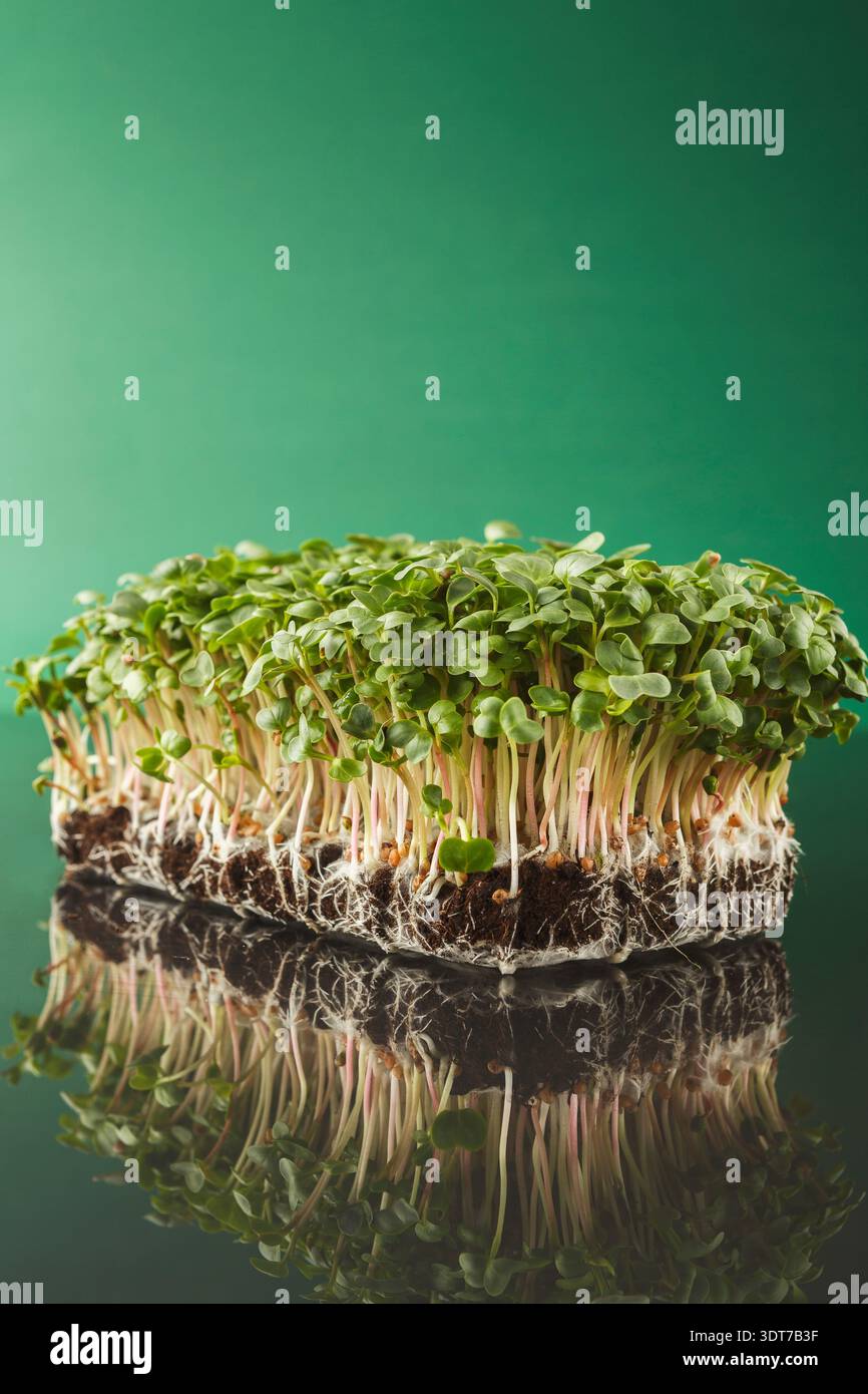 Collage of Green Sprouts Showing Roots and Soil in a Simple Setup ...