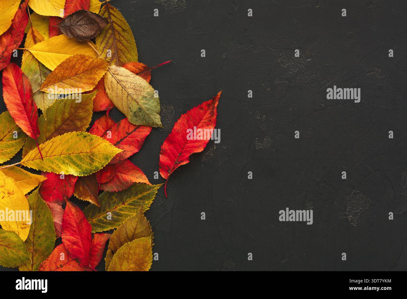 Colorful Leaves Create a Bright Collage on a Dark Surface During Autumn Stock Photo