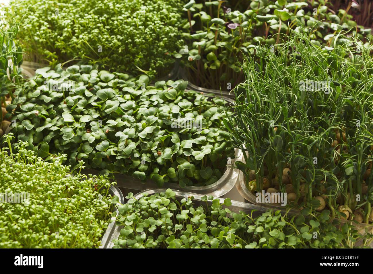 Different types of plants hi-res stock photography and images - Alamy