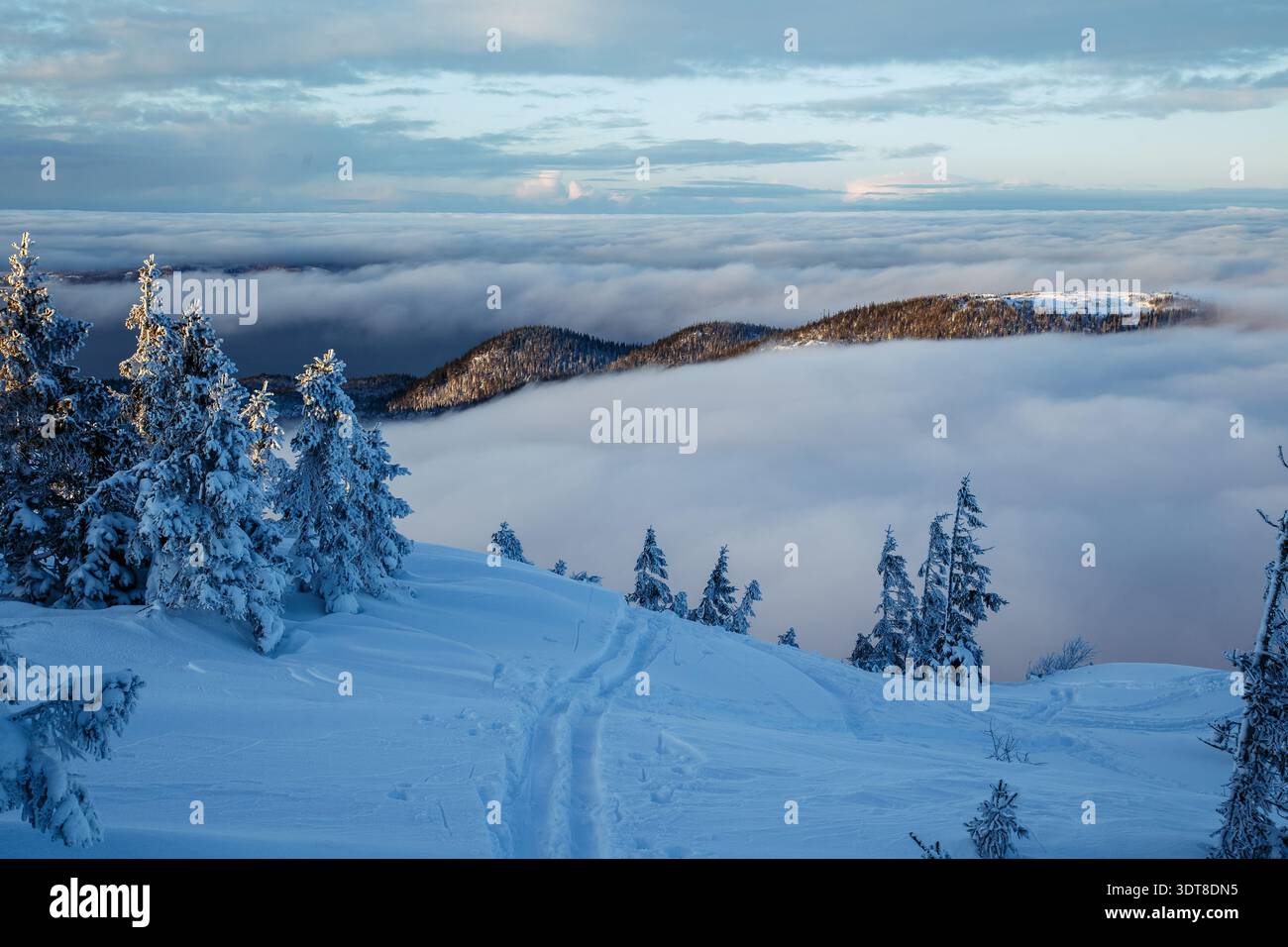 Frosty birch trees arching over snow-deep path in Nordic forest Stock Photo