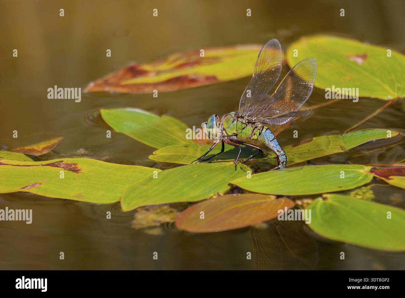 Large royal libelle 'Anax imperator', female Stock Photo