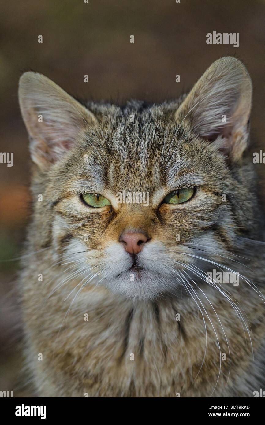 Augen, Beutegreifer, Blick, Carnivora, Felidae, Felinae, Felis silvestris, Fell, Feloidea, Grau, Grün, heimlich, Kater, Katze, Menschenscheu, Pelz, Raubtier, Rote Liste, Säugetier, Scheu, Versteckt, Wiederansiedlung Stock Photo