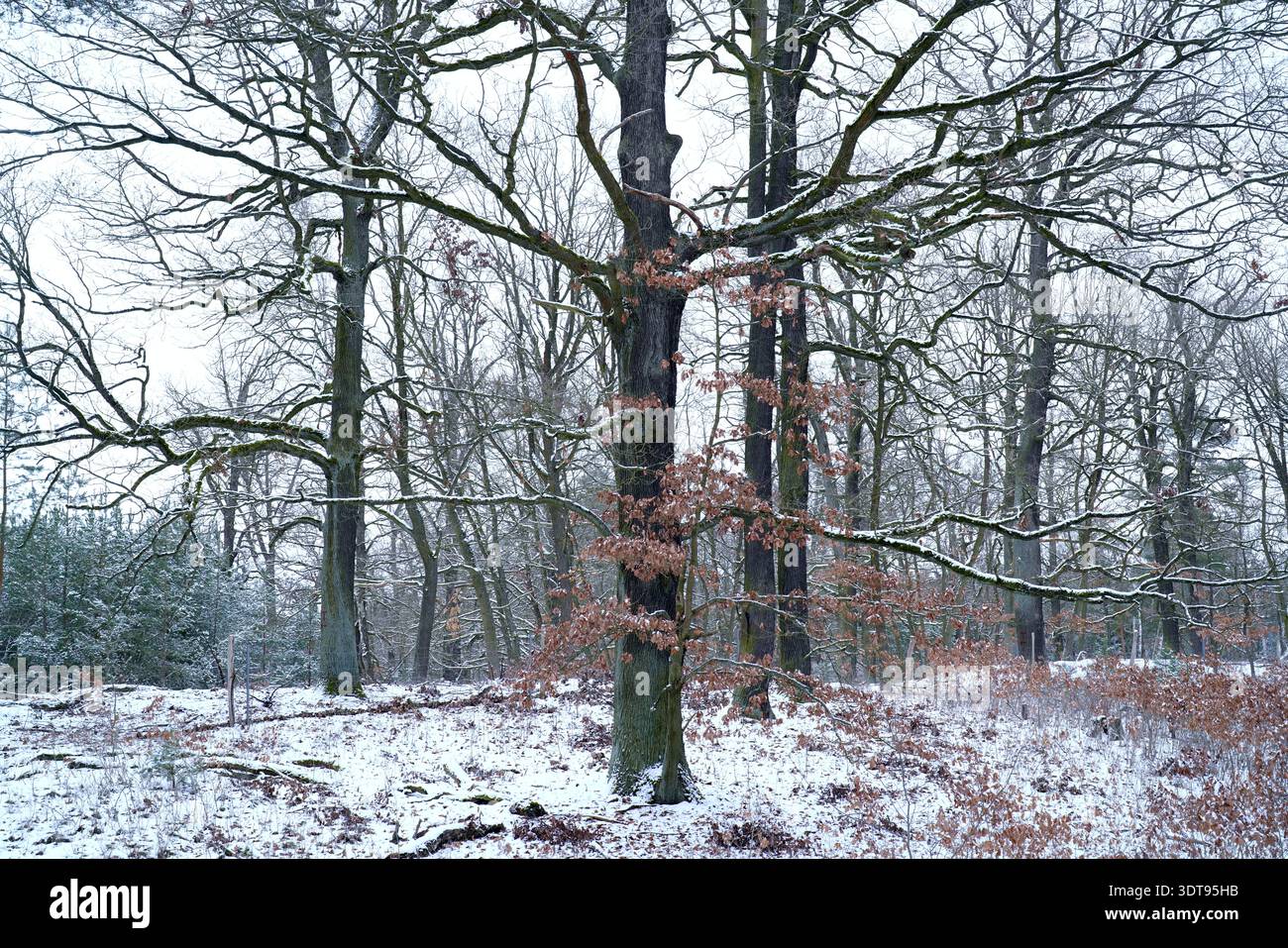 Winter oak Stock Photo