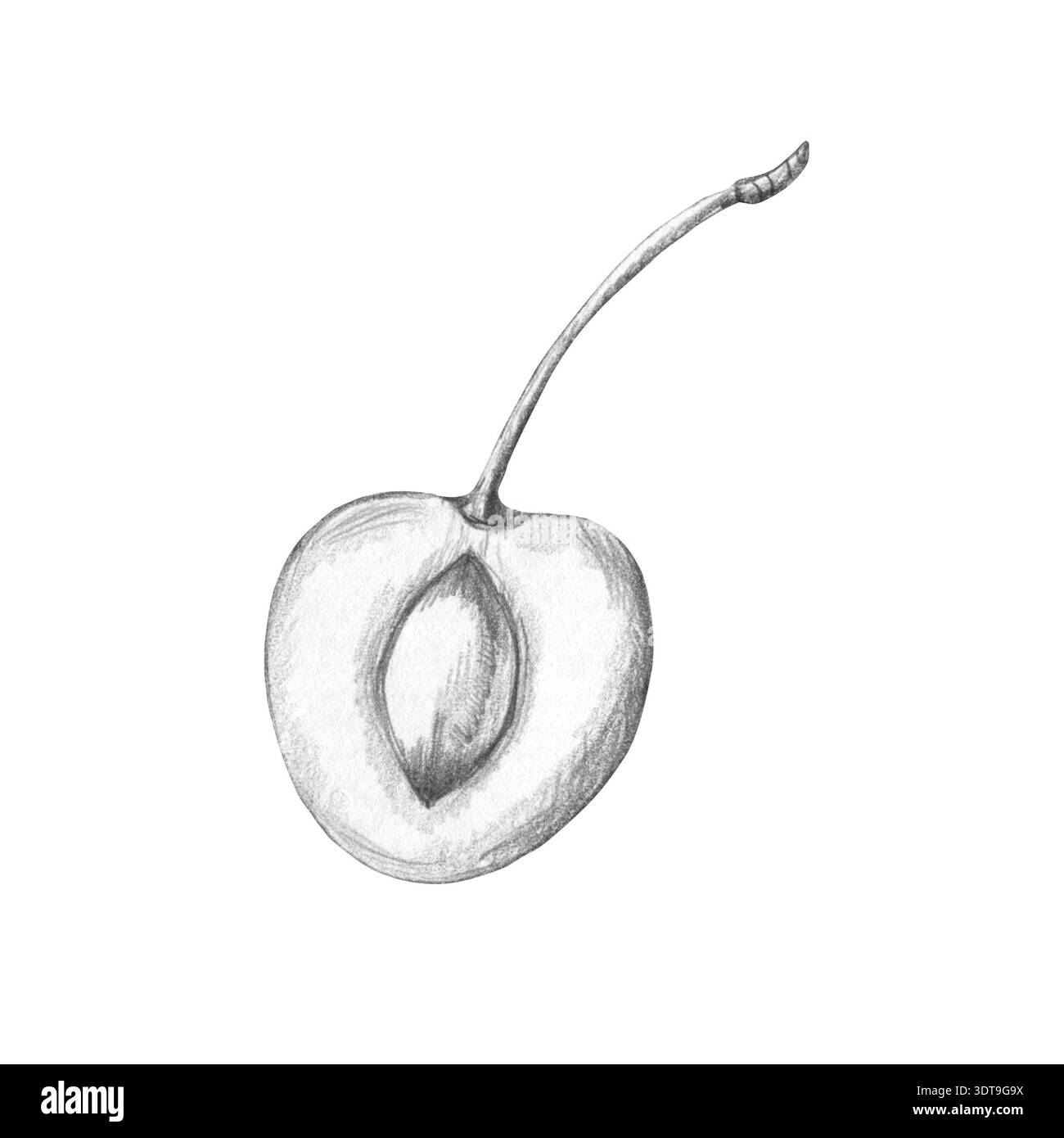 Realistic black and white pencil sketch of cherry in cross-section ...
