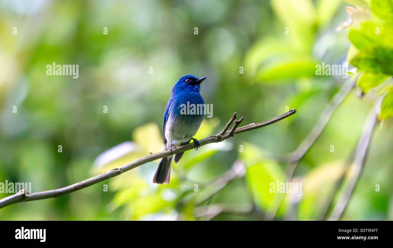 Eumyias indigo (indigo flycatcher, sikatan ninon,ninon gunung) on the ...