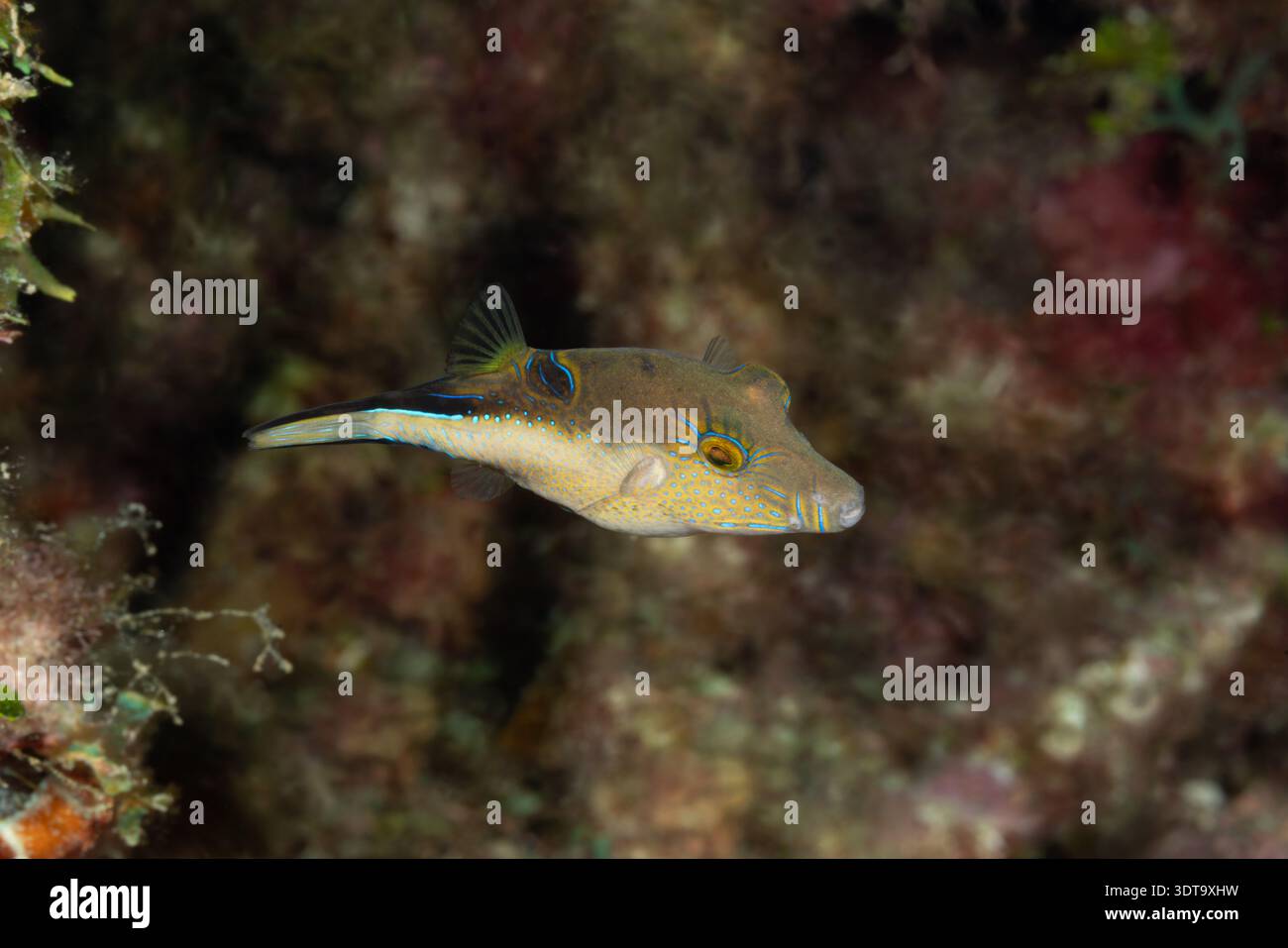 Sharpnose Puffer (Canthigaster rostrata) on Coral Reef in Roatan ...