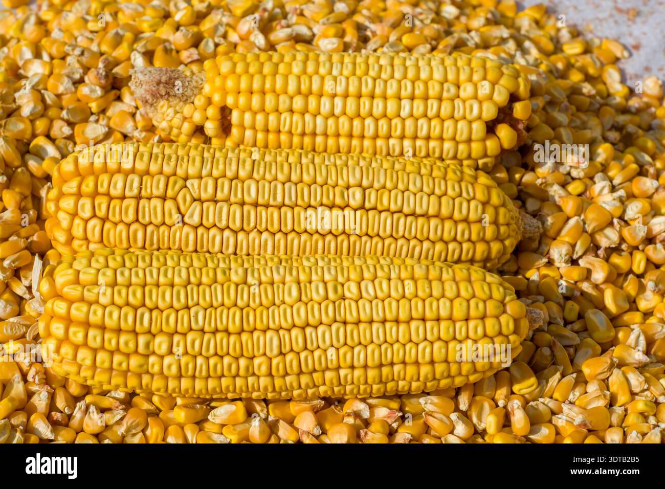showing the natural patterns and texture of the cob, with soft morning ...
