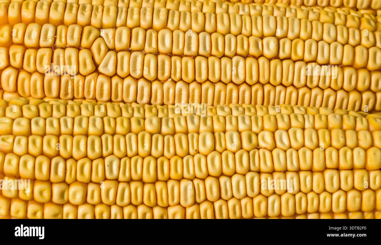 Extreme close-up of ripe golden corn on the cob, tightly packed shiny kernels glowing in warm sunlight Stock Photo