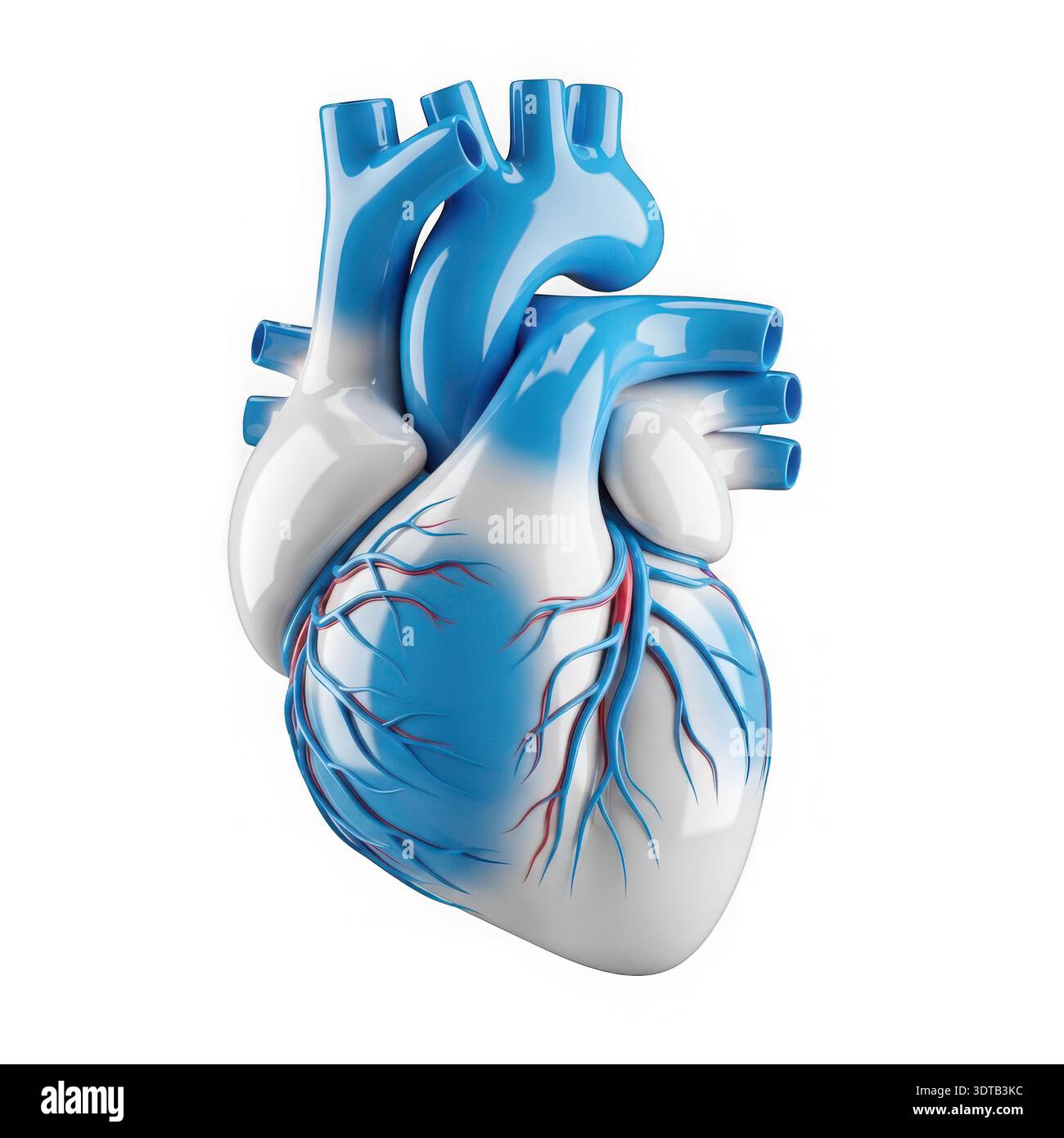 Internal circulation network hi-res stock photography and images - Alamy