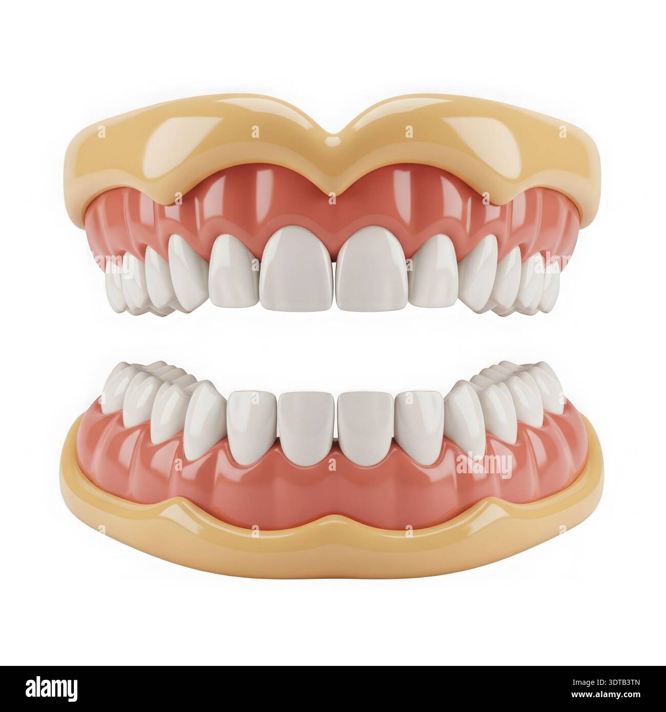 Tooth Structture Human oral structures hi-res stock photography and images - Alamy