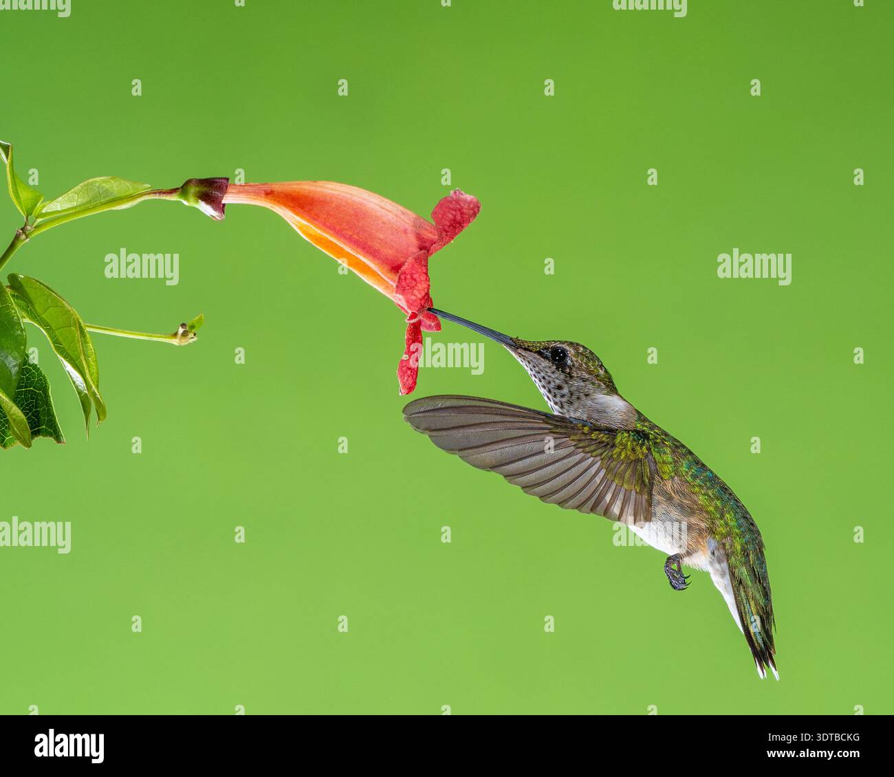 Hummingbird wildlife moment hi-res stock photography and images - Alamy